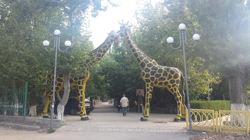Два Жирафа