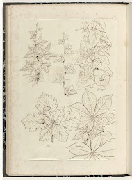 Studies van klimop, winde of wingerd, eik en kastanje