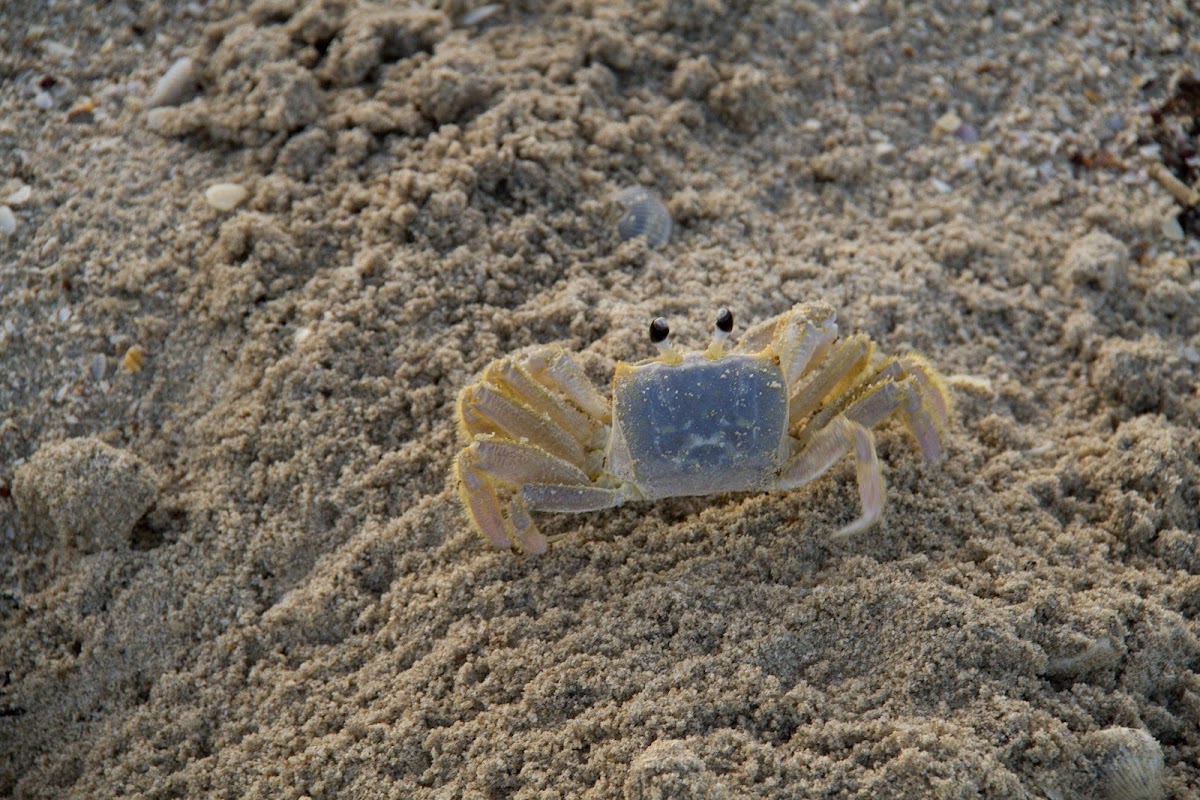 Crab