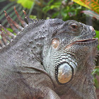 Iguana