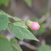 Pink Flowering Maple