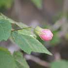 Pink Flowering Maple