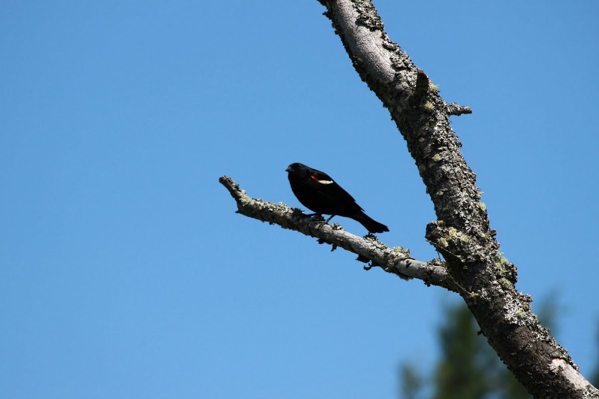 Red-winged Blackbird