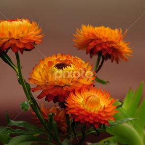 Straw Flowers by Janet Gilmour-Baker - Flowers Flower Gardens
