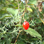 Wolfberry / Goji