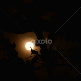 moon by Dipa Chatterjee - Nature Up Close Other Natural Objects