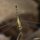 Ground Skimmer - female