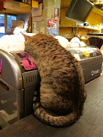 路上撿到一隻貓