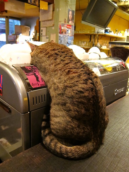 [食記] 台北 路上撿到一隻貓