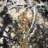 Hall's purple-bush