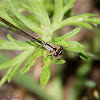 (Female) Pacific Forktail