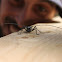 whitespotted sawyer beetle 