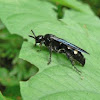 Scoliid wasp