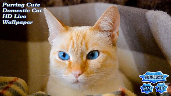 Free Purring Cute Domestic Cat APK