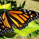 Monarch emergence sequence
