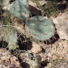 Desert Prickly Pear