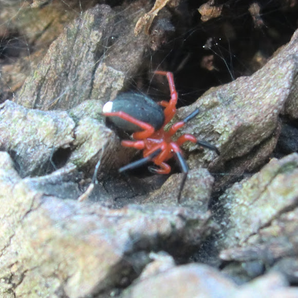 Red and black spider Project Noah