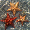 cushion sea star