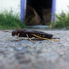 Scorpion wasp