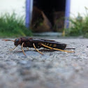 Scorpion wasp