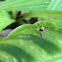 Bavia kairali,Scorpion Mimicking Jumping Spider