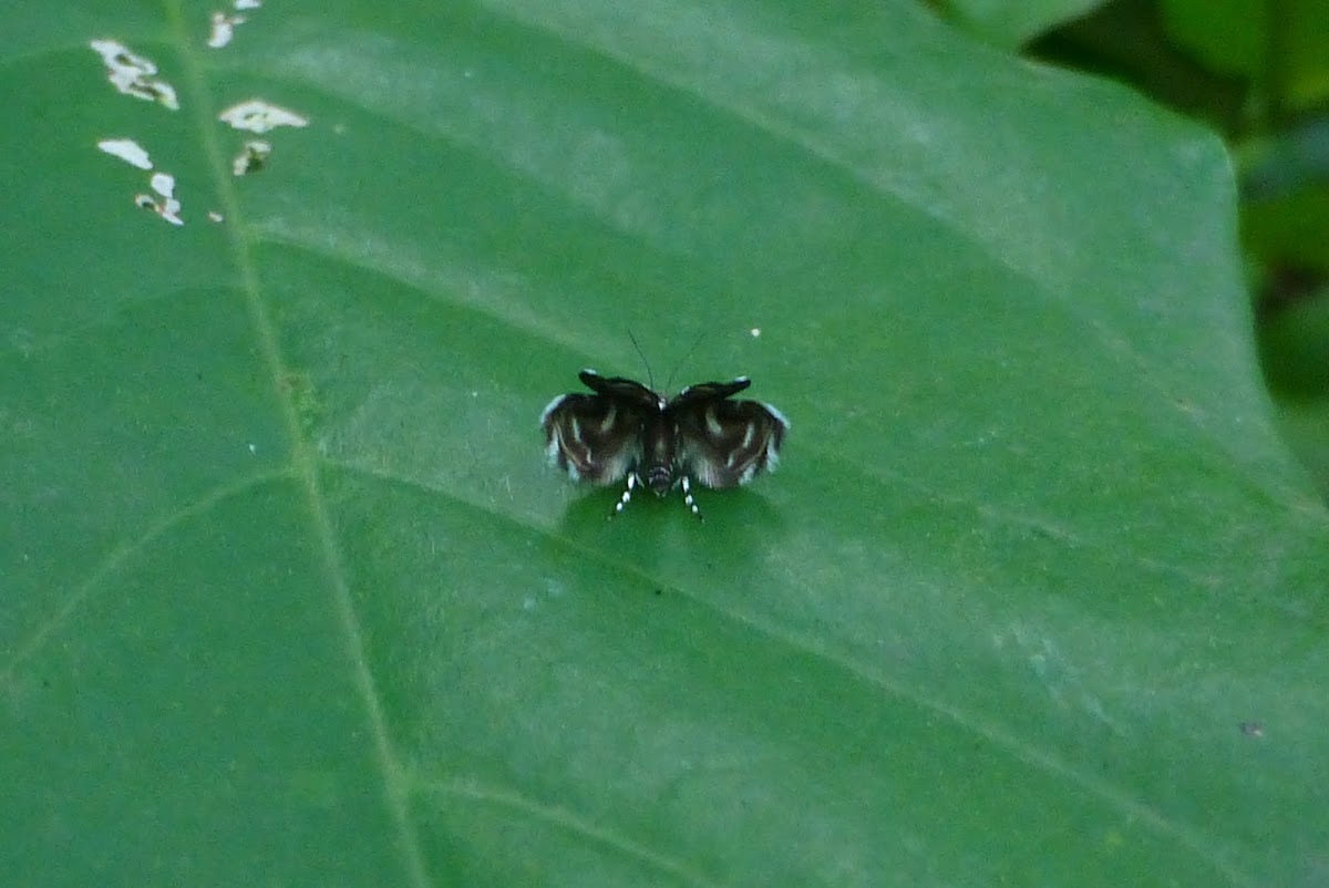 Metalmark moth