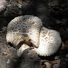 Shaggy Parasol