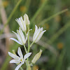 Cebolinho-de-flor-branca