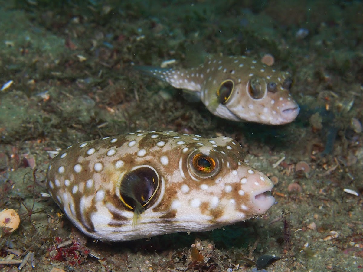 White-spotted Pufferfish