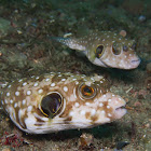 White-spotted Pufferfish