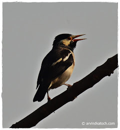 Birds Photography and Detail poster 7