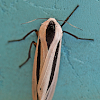 Long-striped Tiger Moth