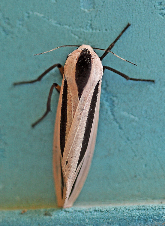 Long-striped Tiger Moth