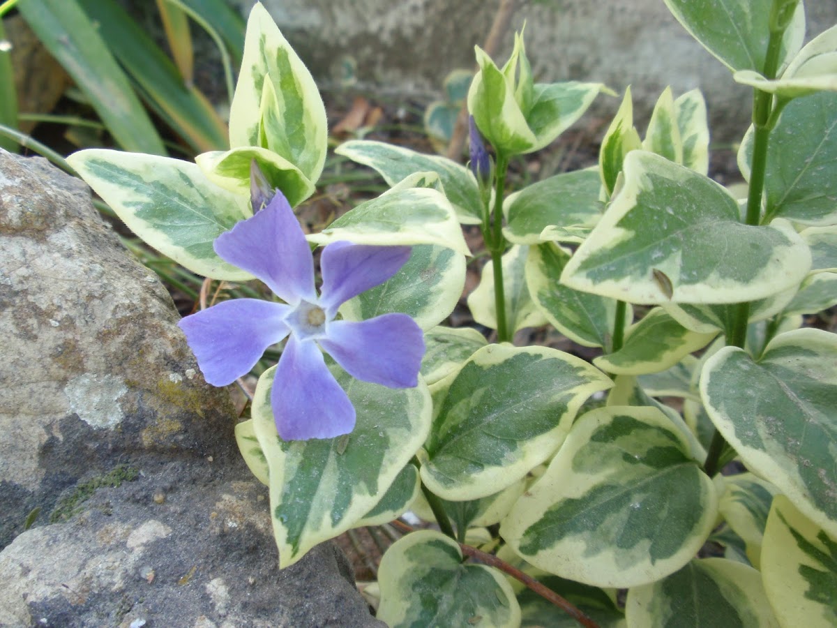 Variegated Greater Periwinkle