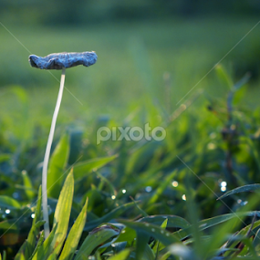 Blue Mushroom by Munif Rifa'i - Nature Up Close Mushrooms & Fungi