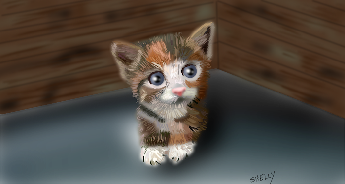 Kitty in the Korner