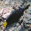Yellowtail Damsel Fish