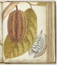 Cacao