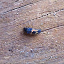 Multicolored Asian Lady Beetle larvae