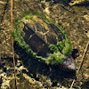 Creaser's mud turtle