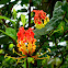 flame lily, fire lily, gloriosa lily, glory lily, superb lily, climbing lily, and creeping lily.