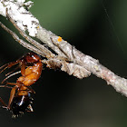 Crab spider