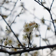 新社梅林親水岸