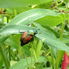 Japanese beetle