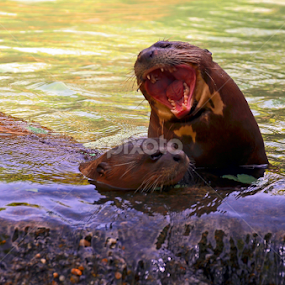 LOL by Jose Gort - Animals Other Mammals