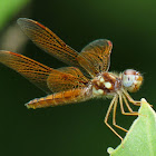 Eastern Amberwing, female