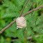 Mantis ootheca (egg case)