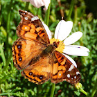 American painted lady Butterfly