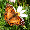 American painted lady Butterfly