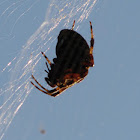 Orbweaver Spider